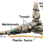 plantar_fascia