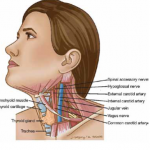 Hypothyroidism 3