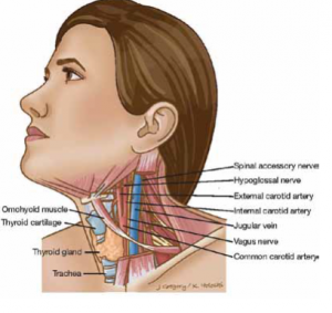 Hypothyroidism 3