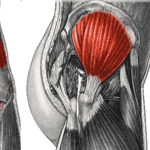 Gluteals