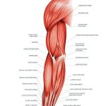 4-muscles-of-right-upper-arm-asklepios-medical-atlas