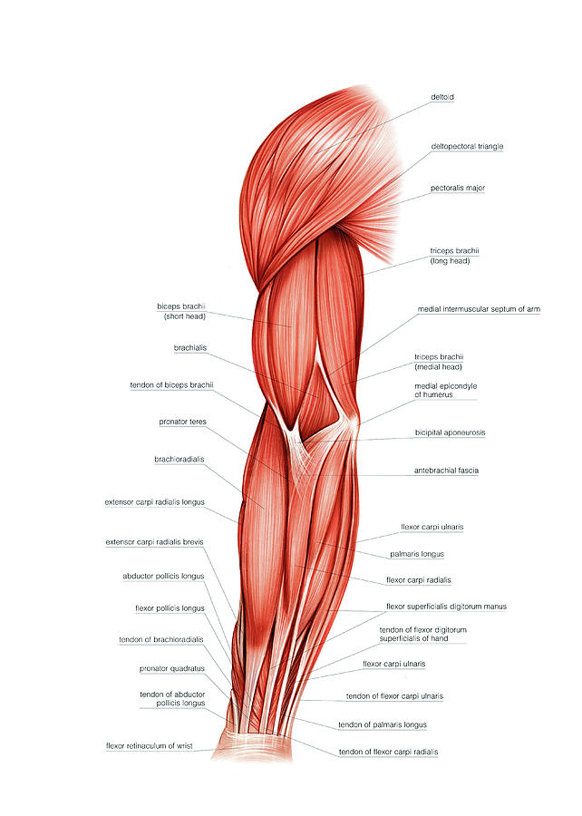 4-muscles-of-right-upper-arm-asklepios-medical-atlas ...