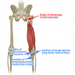 hamstrings-muscles-attachments