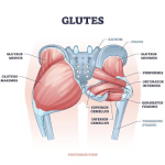 glutes